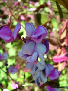 Vigna flower; flower of the Azuki bean