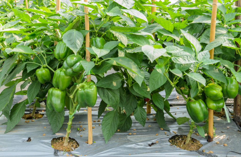 green bell peppers