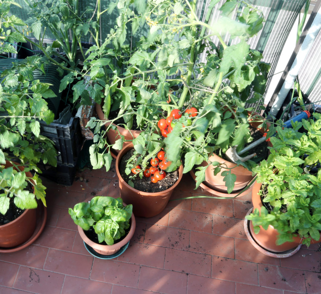 small tomato plants