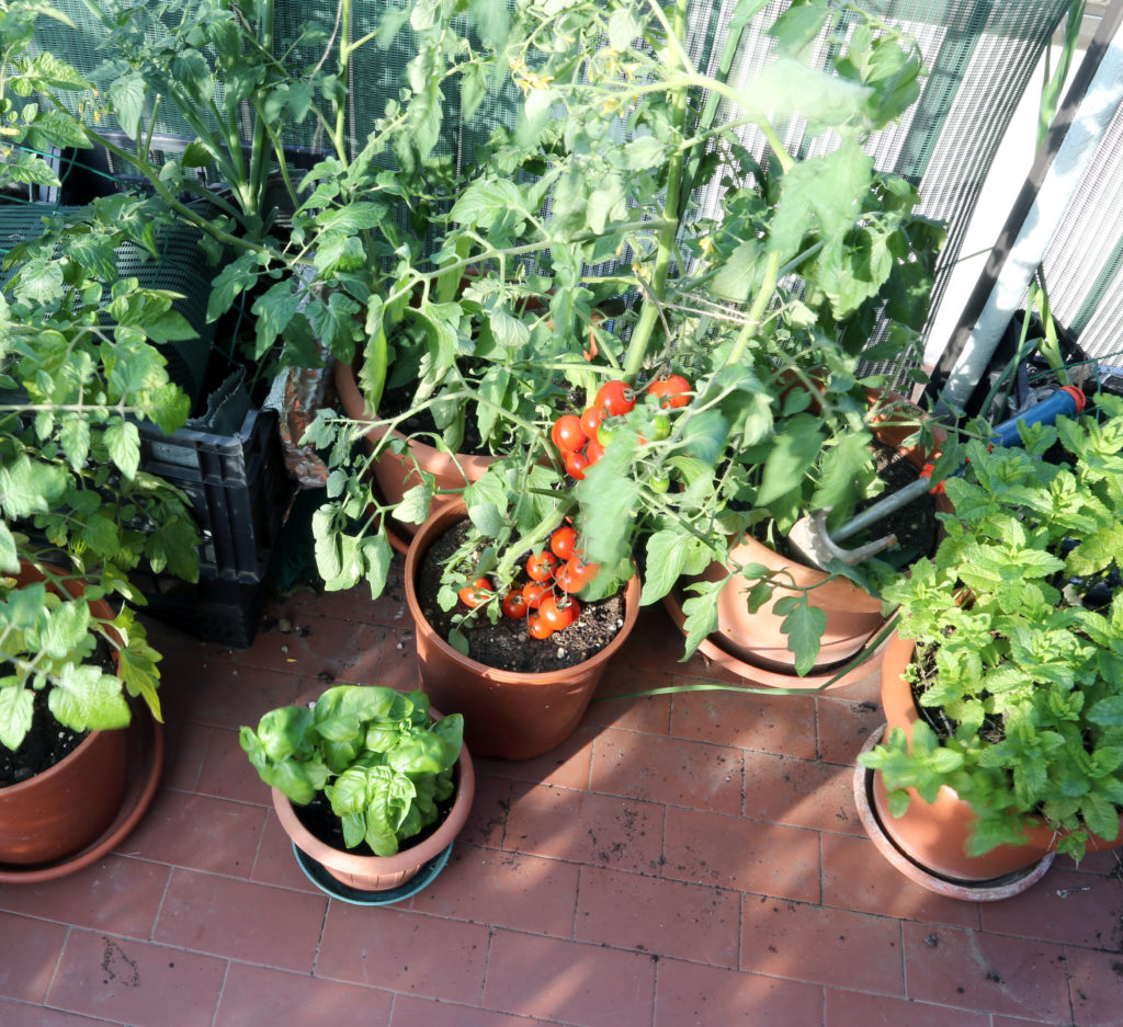 10 Essential Tips for Growing Tomato Plants in Pots