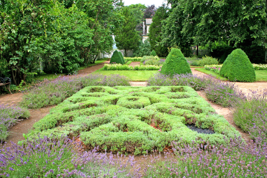 Traditional herb knot garden