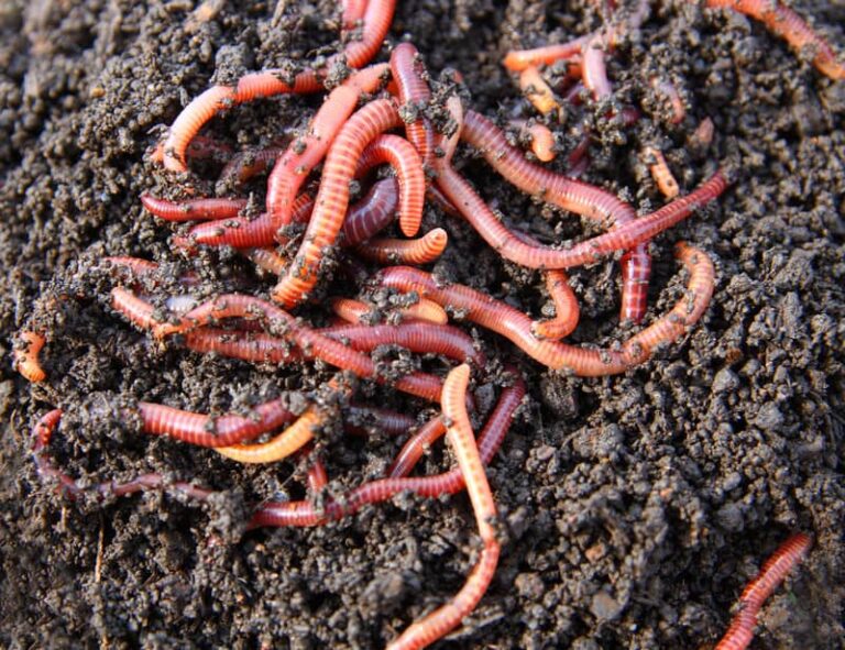 Redworms