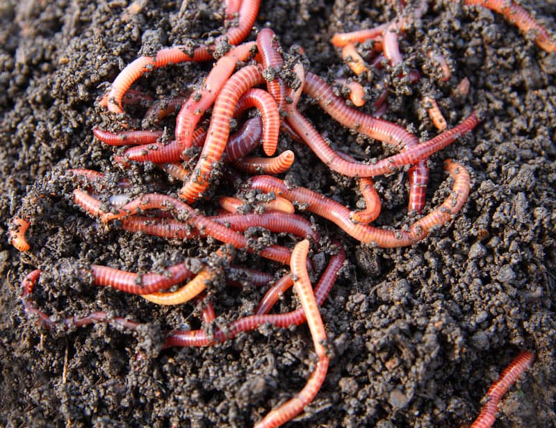 Earthworms in Gardens 