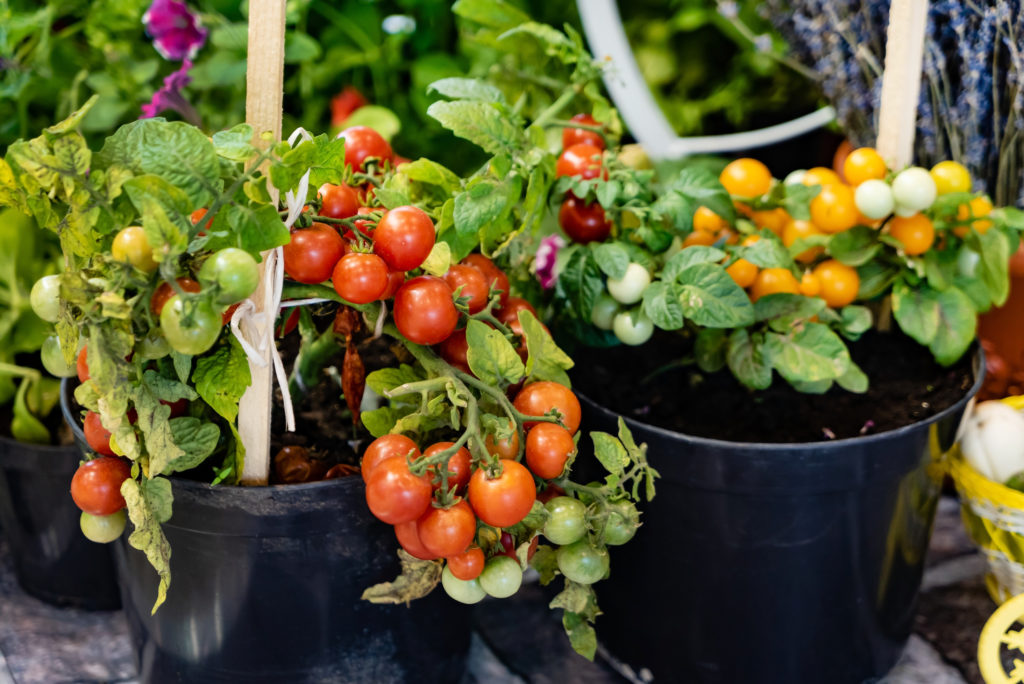How to Grow Tomatoes in Containers - Harvest to Table