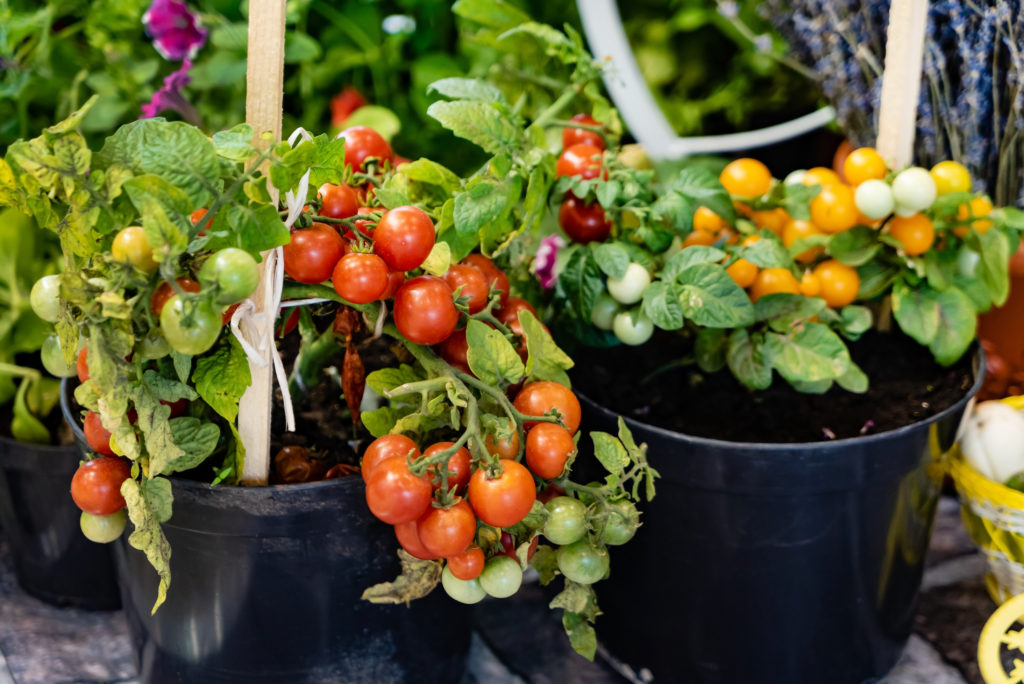 Cherry tomatoes in pots