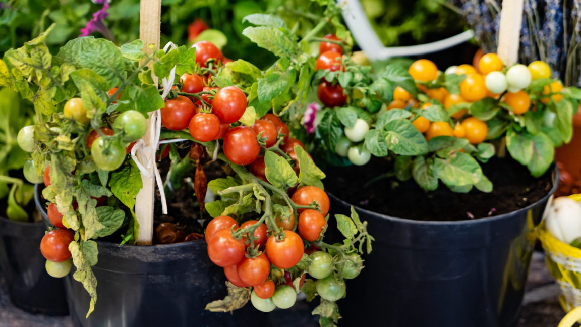 Crops for a Windy Balcony or Roof - Harvest to Table