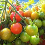 Tomato ripening on vine