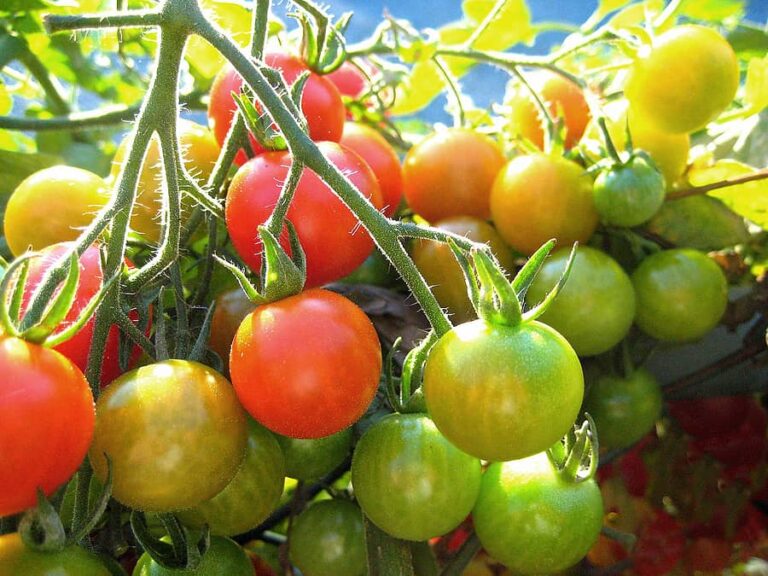 Tomato ripening on vine
