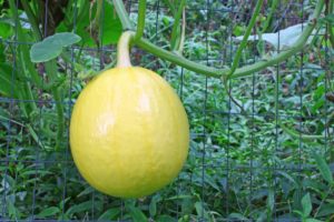 Honeydew melon growing vertically on a wire fence.