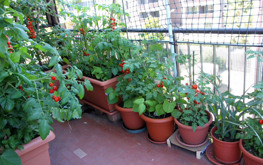 Tomatoes on a balcony