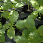 Basil in dappled sun