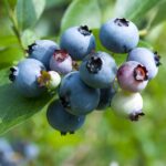Blueberries ripening