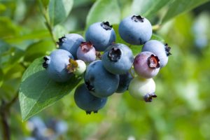 Blueberries are one of Nature's Superfoods