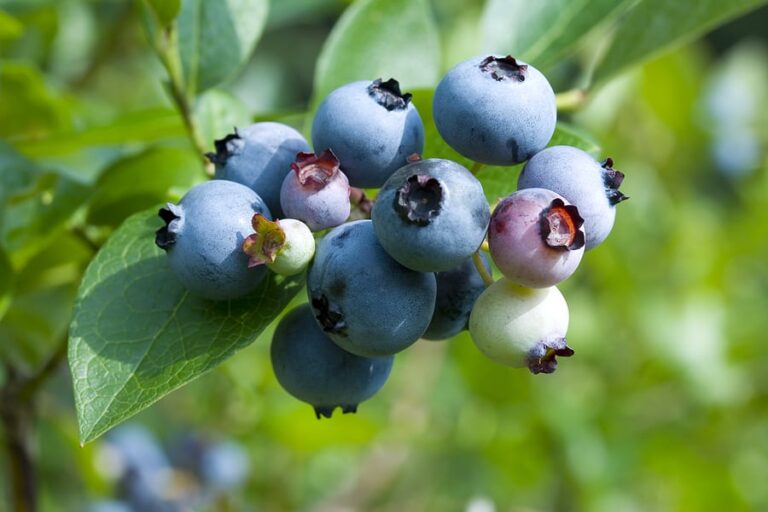 Blueberries ripening