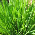 Chives plant