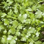 Cilantro leaves