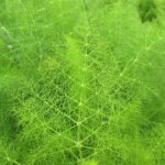 Fennel common