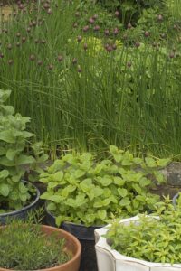 Herb growing containers