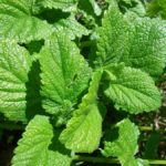 Lemon balm (2)