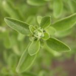 Marjoram