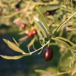 Olive ripe on tree