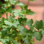 Parsley