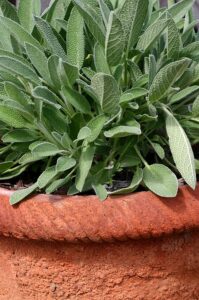 Herbs in containers