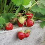 Strawberries ripening