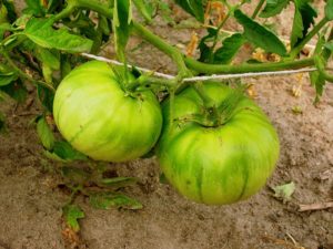 Tomato Ripening Tips for Season End