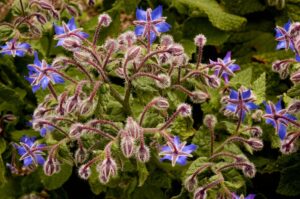 Herbs with edible flowers