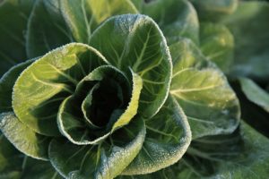 Cabbage with morning frost