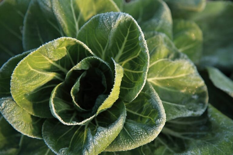 Cabbage with frost