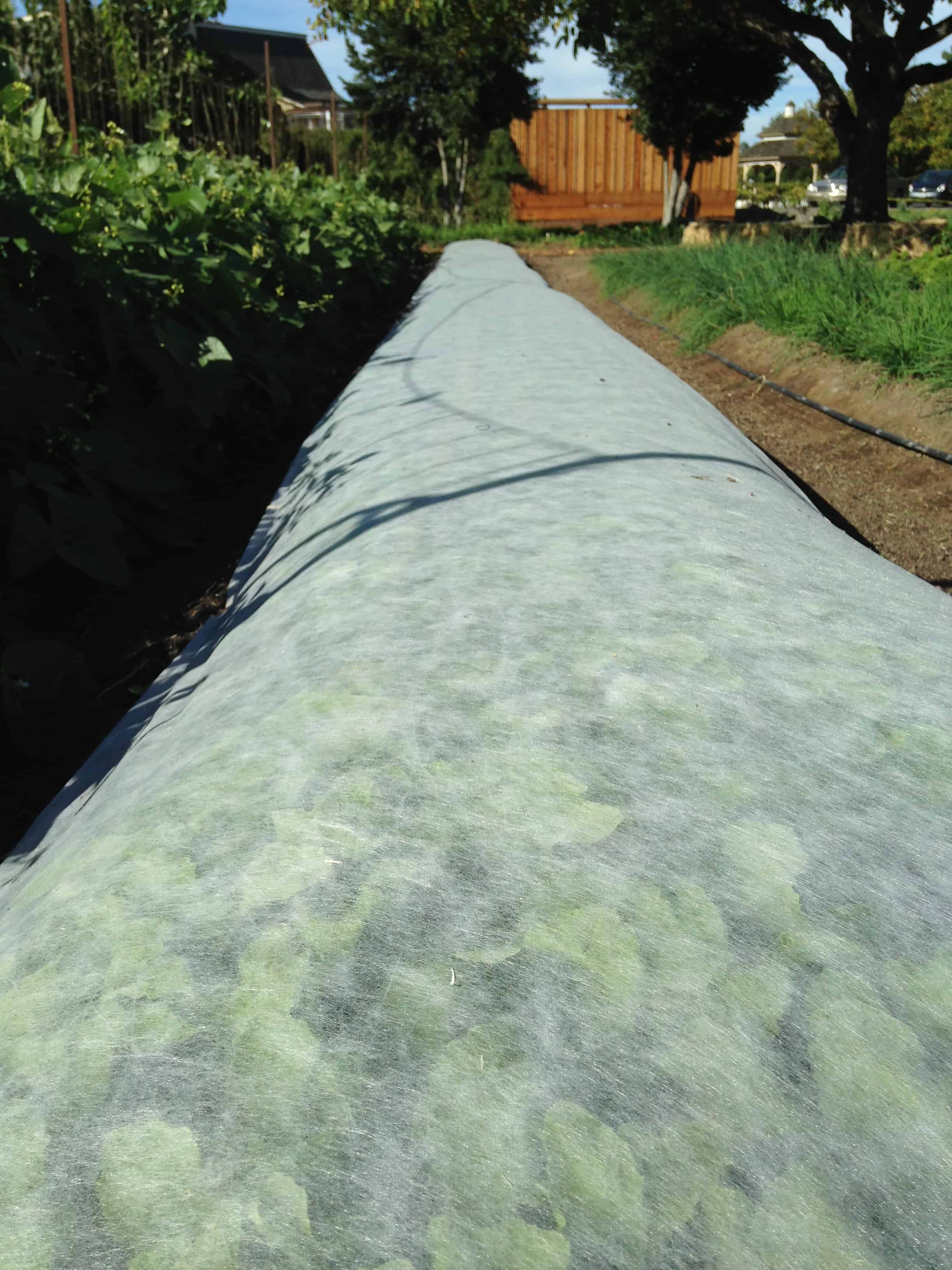 Floating Row Covers Plant Protection Harvest To Table