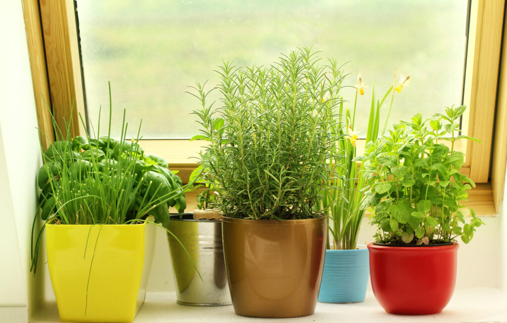 Herbs in window