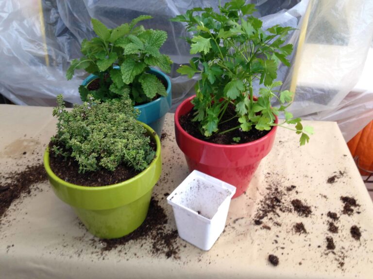 Herbs potted up 1