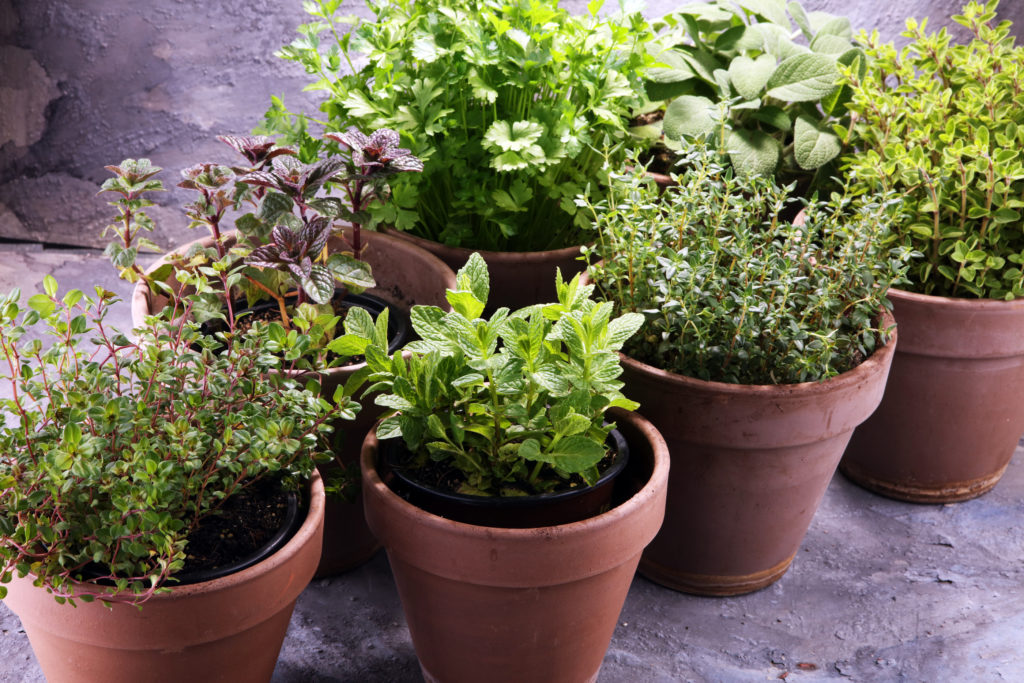 Herbs in pots