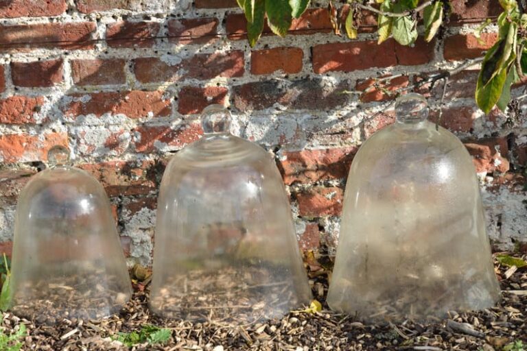 Cloche Glass