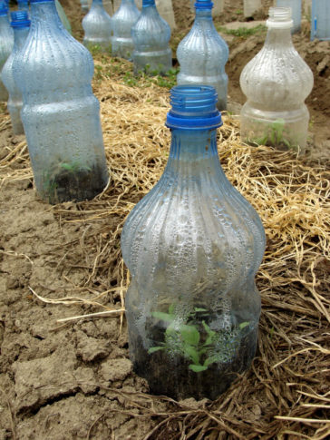 Cloches and Hot Caps - Harvest to Table