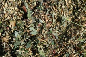 Chop plant debris to turn under or compost