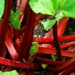 Rhubarb stalks