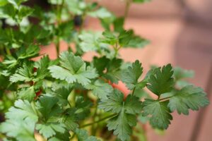 Herbs for cool season growing