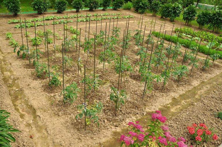 Summer Crops Planting Guides