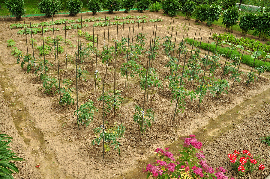 https://harvesttotable.com/wp-content/uploads/2014/05/Garden-bed-with-tomatoes-on-poles.jpg