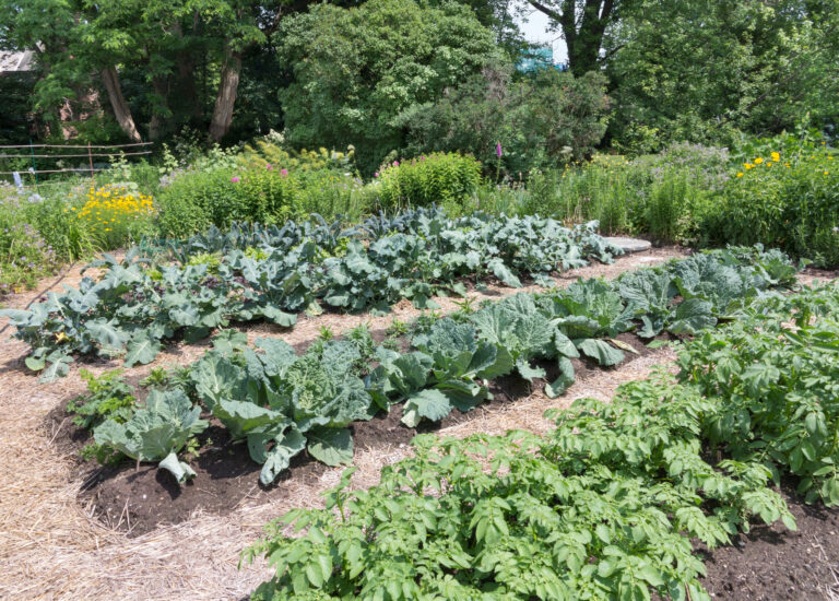 Fall vegetable garden