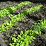 Lettuce in rows