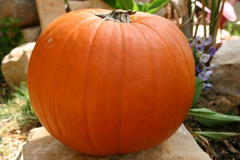 Pumpkin in October