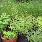 Herbs in containers