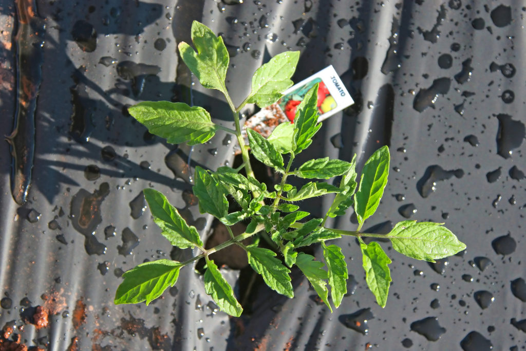 plastic mulch to warm the soil