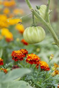 Tomatoes and marigolds