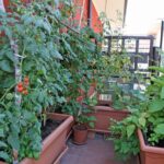 Container garden on balcony1